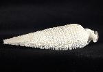 Cerithium (Cerithioclava) dalli OLSSON & PETIT 1964  - Bild © FossNet FossilienStore
